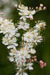 Flowering dropwort
