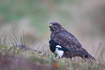 Common buzzard and a magpie