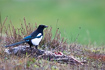 Magpie at a carcass