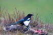 Magpie on a dead hare