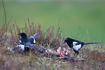 Magpies by a dead hare