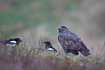 Common buzzard and two magpies