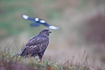 Common buzzard and a magpie