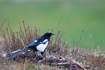 Magpie by a dead hare