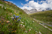Alpine gentian in alpine landscape