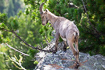 Photo ofAlpine Ibex (Capra ibex). Photographer: 