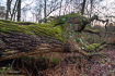 Giant oak tree that has collapsed