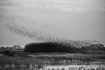 Black and white image of a starling flock
