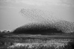 Black and white photo of a starling flock