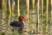 Young coots are pretty in their own way