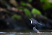 White-throated dipper resting on a stick