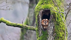 Beautiful tawny owl in a natural tree cavity