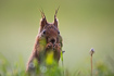 Photo ofRed squirrel (Sciurus vulgaris). Photographer: 