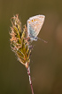 Common blue resting on sweet vernal grass