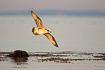 Young herring gull in early morning light