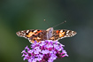 Painted lady on a garden plant