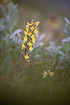 Foto af Oeders Troldurt (Pedicularis oederi). Fotograf: 