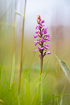 Flowering fragrant orchid