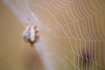 Orb web with morning dew