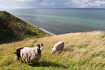 Grazing sheep in coastal grassland nature
