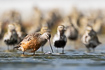 Bar-tailed godwit in front of a group golden ploves