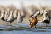 Bar-tailed godwit in front of a group golden ploves