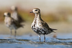 A group of european golden plovers