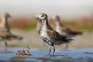 A group of european golden plovers