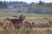 Stag with its females