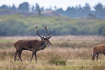Red deer stag showing its tongue