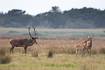 Red deer stag and two females