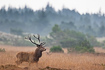 Photo ofRed Deer (Cervus elaphus). Photographer: 