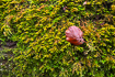 Foto af Almindelig sklryg (Porella platyphylla). Fotograf: 