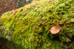 Photo ofWall Scalewort (Porella platyphylla). Photographer: 