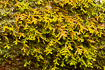 Photo ofWall Scalewort (Porella platyphylla). Photographer: 