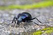 Photo ofViolet Ground Beetle (Carabus violaceus). Photographer: 
