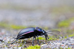 Photo ofViolet Ground Beetle (Carabus violaceus). Photographer: 