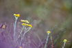 Photo of (Helichrysum arenarium). Photographer: 