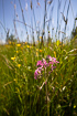 Meadow with flowering ragged-robin