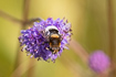 The hoverfly species Eristalis intricaria on a devils bit scabious