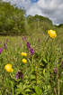 Rich feen with globeflowers and large amounts of flowering western marsh-orchids