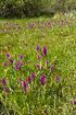 Rich feen with large amounts of flowering western marsh-orchids