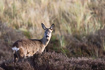 Roe deer on a heathland