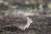 Roe deer on a heathland