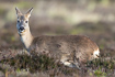 Roe Deer on a heathland