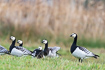 Small flock of barcnacle geese