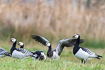 A small flock og barnacle geese