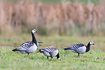 Small flock of barnacle geese