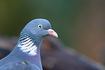 Portrait of a wood pigeon