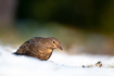 Young blackbird on snowcovered ground